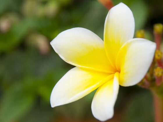 KEEP THE GARDEN IN SHAPE IN MAY