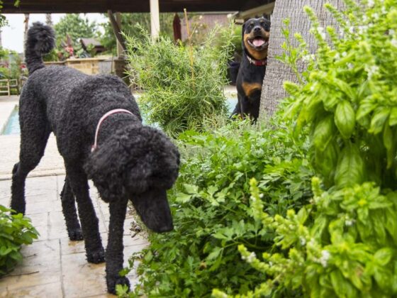 WILD ANIMALS IN THE GARDEN PART 1