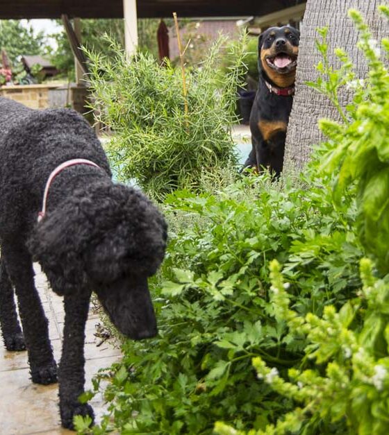 WILD ANIMALS IN THE GARDEN PART 1