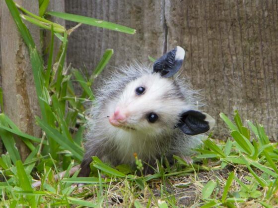 WILD ANIMALS IN THE GARDEN PART 2