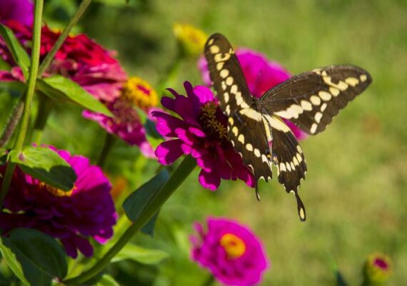 Giant Swallowtail_