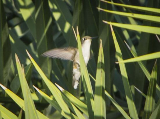 Hummingbird_