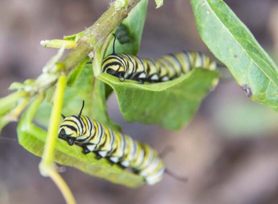 Monarch butterflylarvaeresidentsgarden_