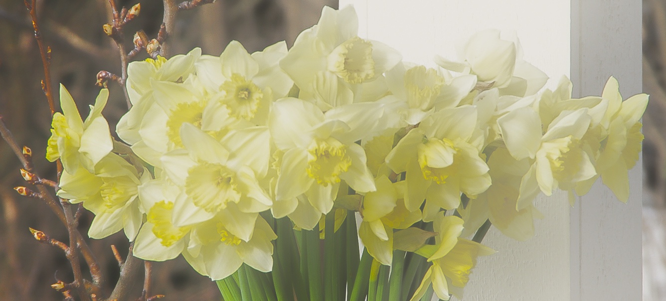 Bulbs