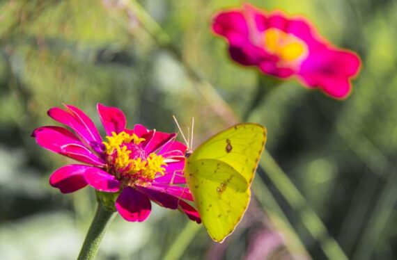Orange barred Sulphur butterfly