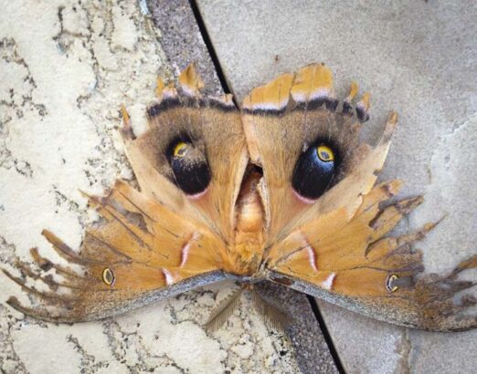 Moth_