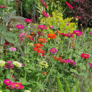 WHICH PLANTS ATTRACT HUMMINGBIRDS TO YOUR GARDEN?