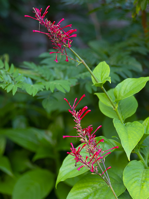 Fire Spikes Plant Odontonema strictum