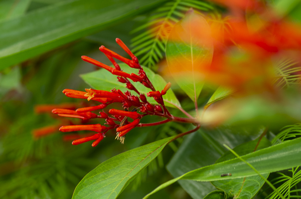 Firebush Hamelia