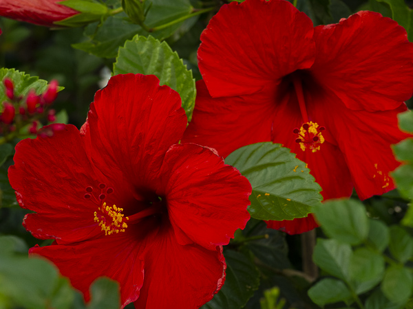 Hibiscus