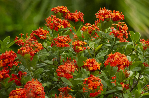 Ixora