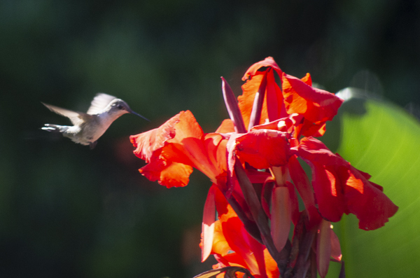Ruby-throated Hummingbird on Canna