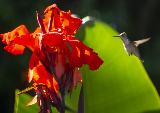 WHICH PLANTS ATTRACT HUMMINGBIRDS TO YOUR GARDEN?