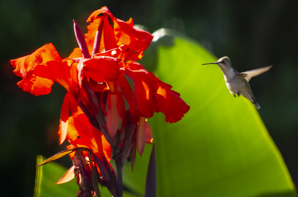 WHICH PLANTS ATTRACT HUMMINGBIRDS TO YOUR GARDEN?